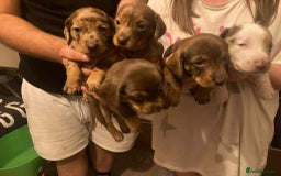 Dachshund dogs for sale: 3 male 2 female dashound puppies ready to go. - Image 2