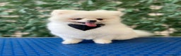 Pomeranian dogs for stud: ❄️ White compact KC Pomeranian (STUD) - Advert 5