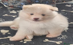 Pomsky dogs for sale: Heavenly Pomskies Puppies  - Image 25