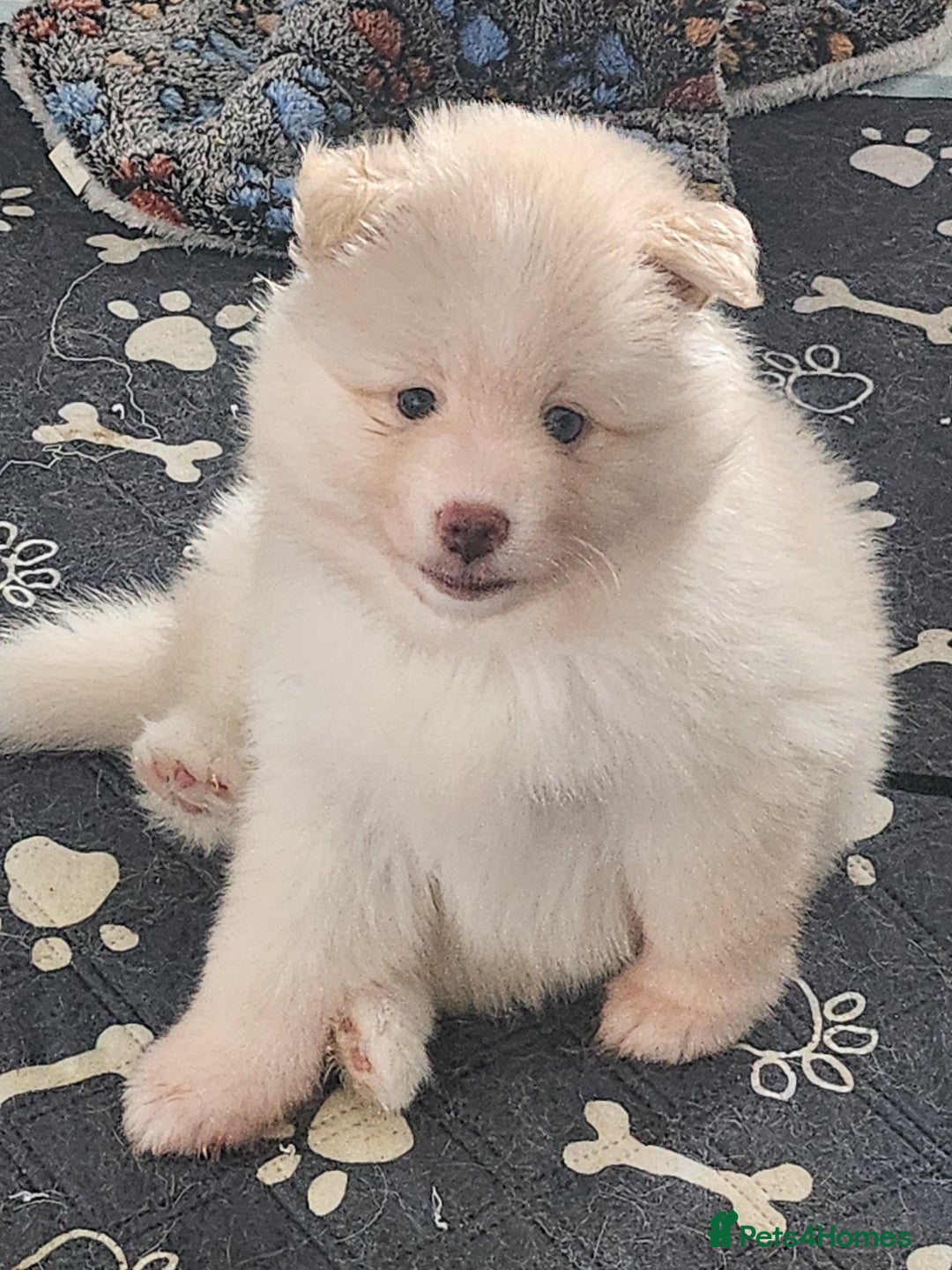 Pomsky dogs for sale: Heavenly Pomskies Puppies  - Image 25