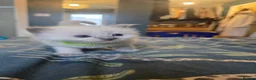 Ragdoll cats for sale: Affectionate Ragdoll Kittens Health-Tested Line - Advert 36