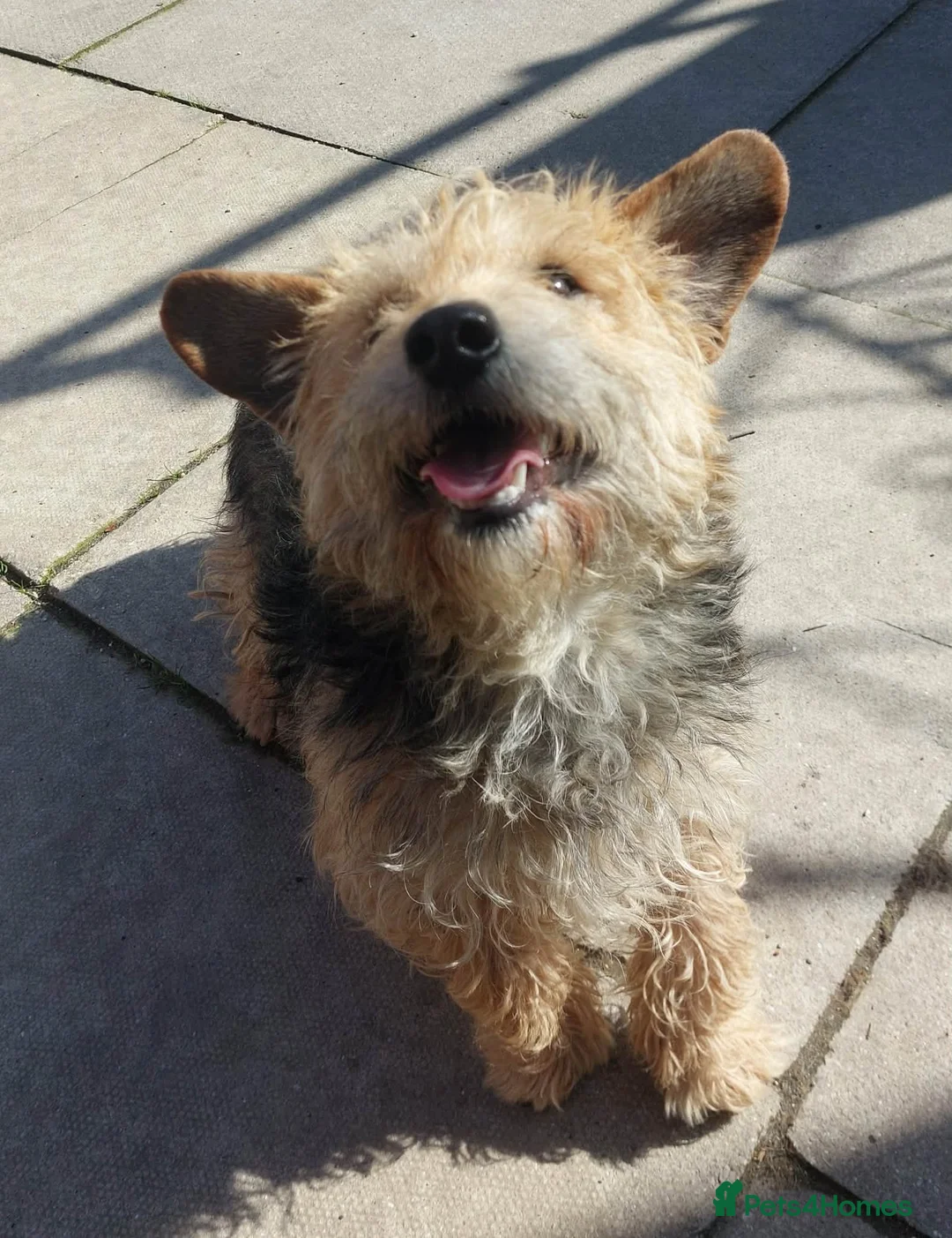 Mixed Breed dogs for adoption: Little Benny wants a new loving forever home - Advert 1