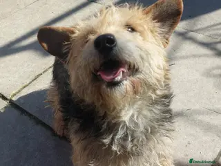 Mixed Breed dogs Little Benny wants a new loving forever home - Advert 1