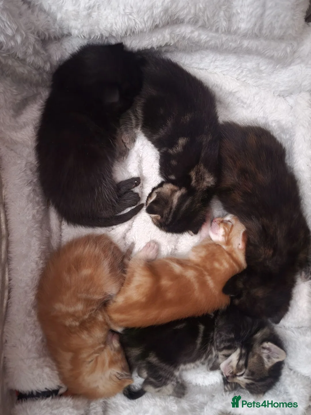 Mixed Breed cats for sale: Kittens in Canterbury - Advert 1