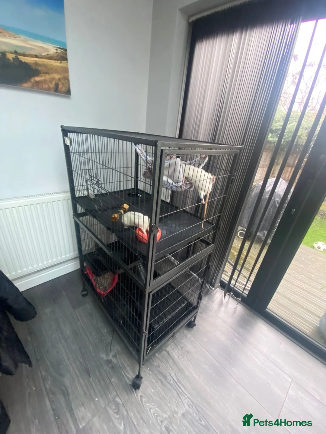 Rat rodents for sale: Rats + Rat Cage - Advert 2