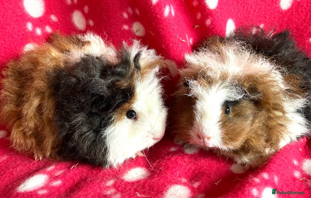 Guinea Pig rodents for sale: Pure bred Texel Baby Boars. - Image 4