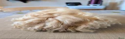 Guinea Pig rodents for sale: Gorgeous boys looking for 5* home - Advert 5