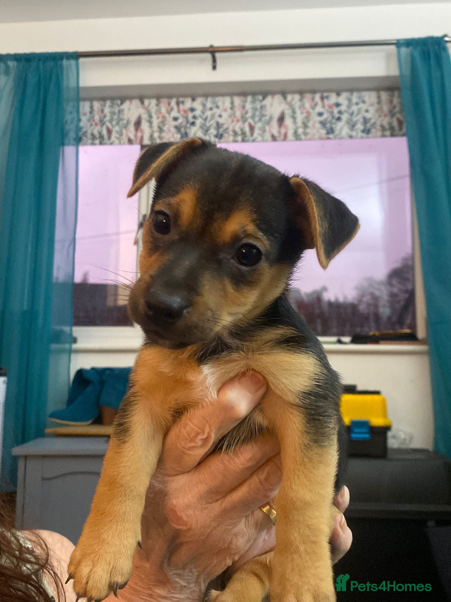 Jack Russell dogs Black and Tan Terriers  - Advert 18