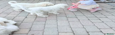 Standard Poodle Puppy 11-white collar