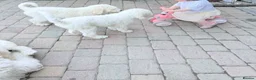 Standard Poodle dogs for sale: 🥇 White KC Standard Poodle Puppies – Ready Now ✨ - Advert 30