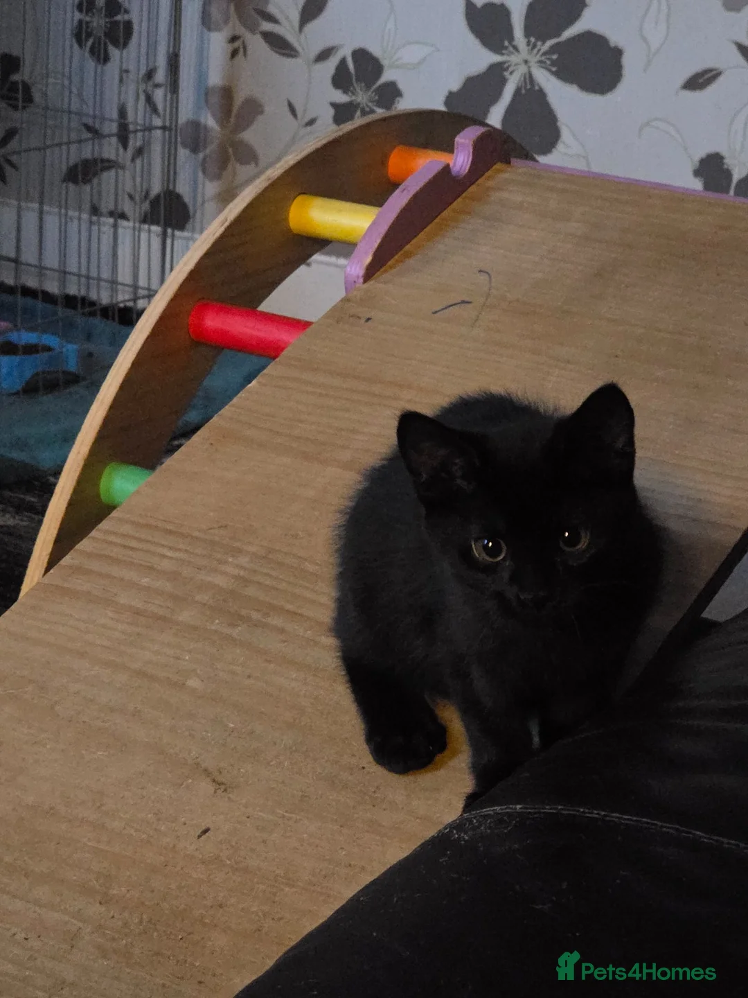 Mixed Breed cats for sale: Four Adorable and Feisty Kittens for Sale - Advert 8