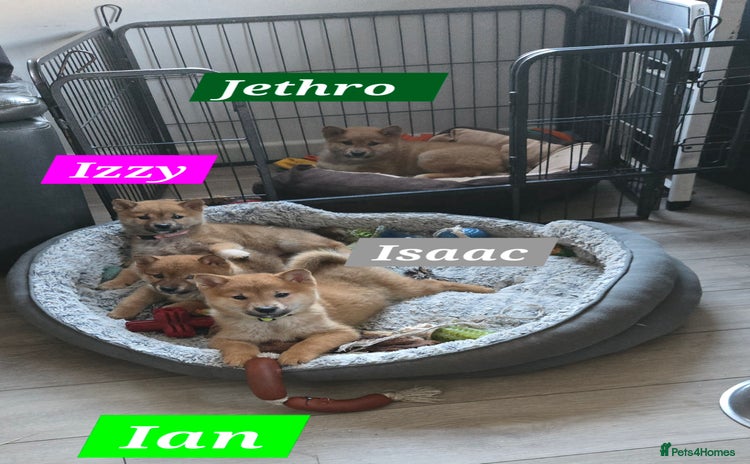 Japanese Shiba Inu dogs Gorgeous Shibas  - Advert 1