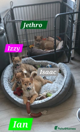 Japanese Shiba Inu dogs Gorgeous Shibas - Advert 1