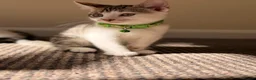 British Shorthair cats for sale: ✨5th Gen BSH x Bengal Kittens-Bear, Bagel & Bella✨ - Advert 26