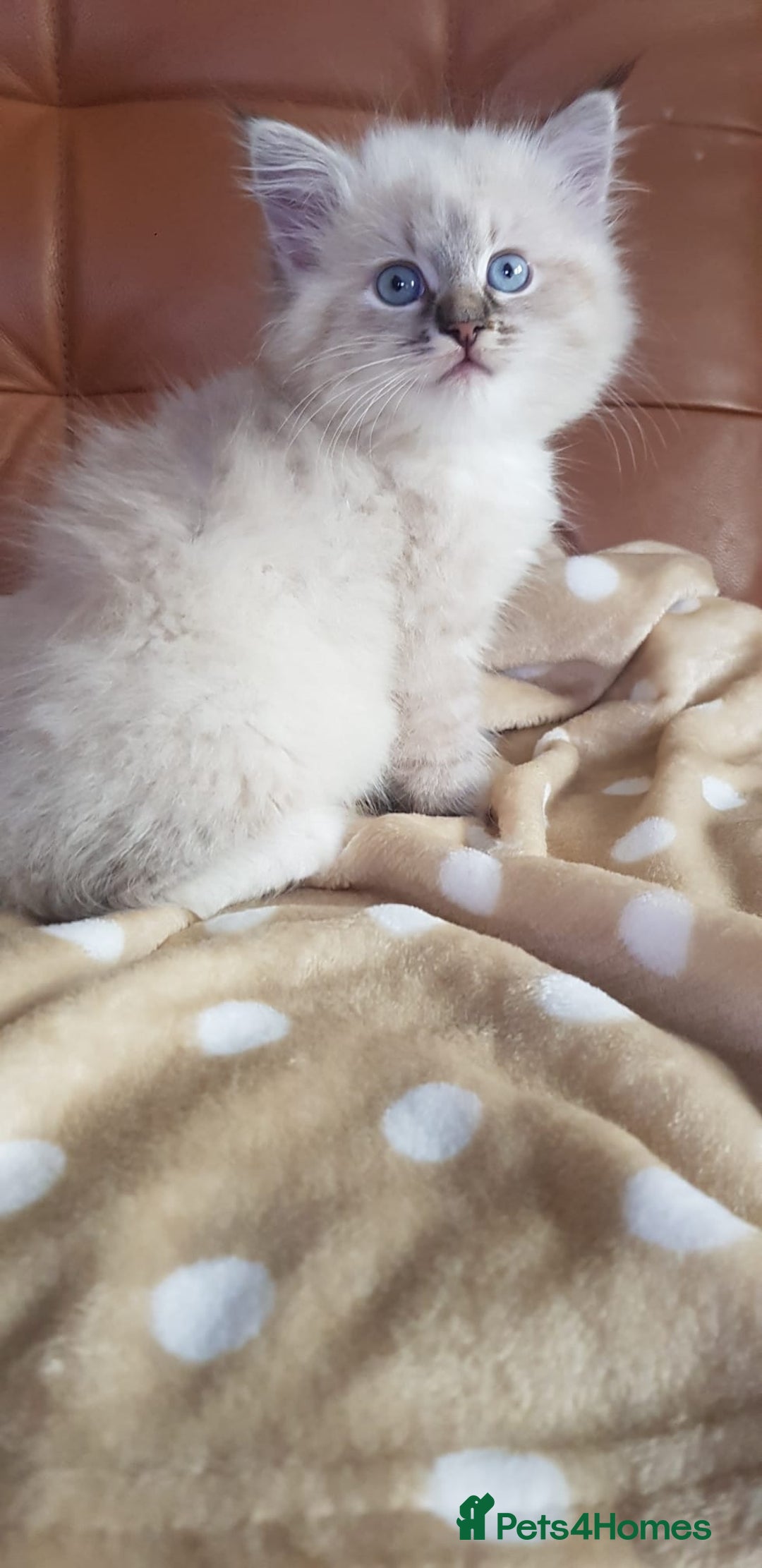 Siberian cats for sale: Hypoallergenic Siberian Neva Masquerade kitten - Image 4