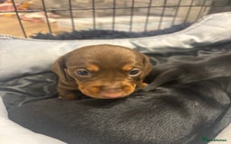 Miniature Dachshund dogs for sale: Miniature Sausages 🌭 - Image 1