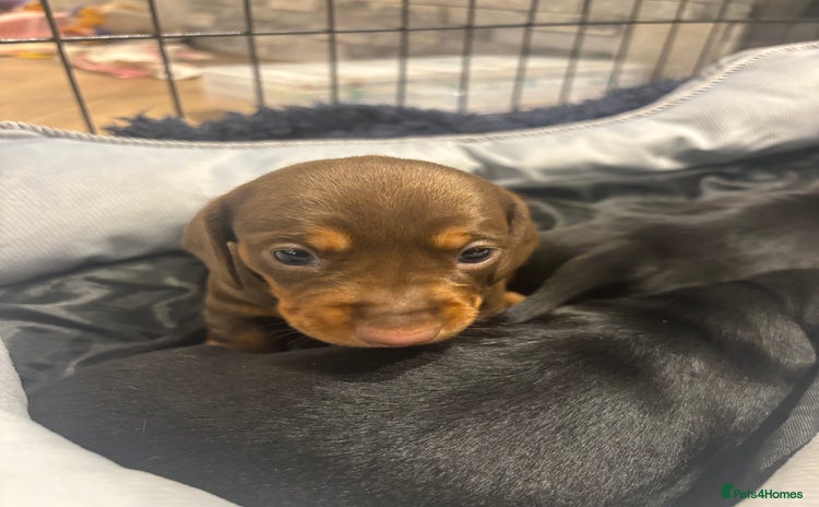 Miniature Dachshund dogs - Advert 11