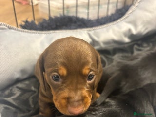 Miniature Dachshund dogs for sale - Advert 1