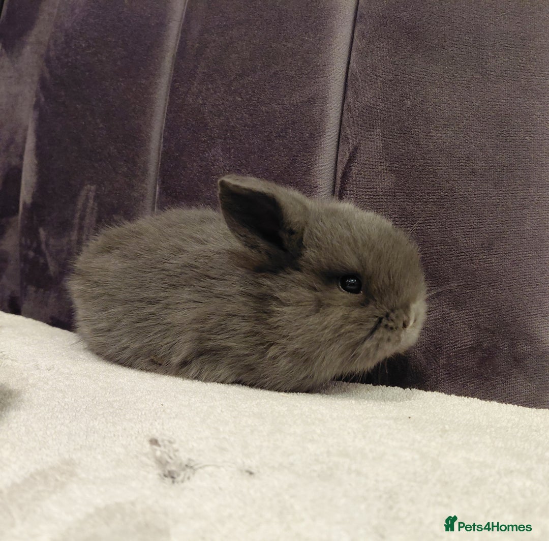 Mini Lop rabbits for sale: Gorgeous Mini Lop Babies for sale - Advert 6