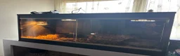 Python Snake reptiles for sale: BALL PYTHON BANANA  - Advert 3