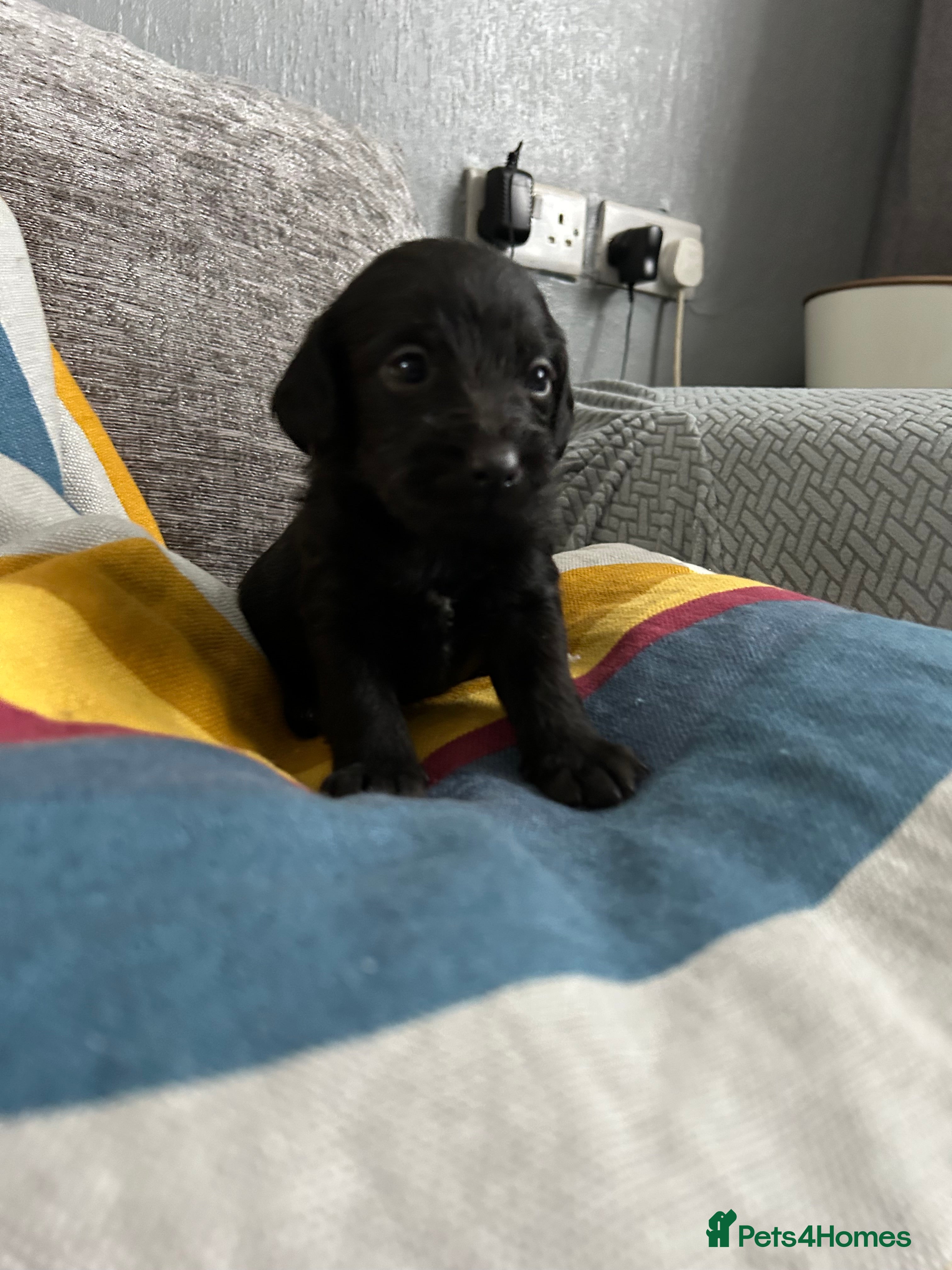 Mixed Breed dogs Beautiful puppies looking for their forever home  - Advert 8