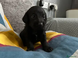 Mixed Breed dogs Beautiful puppies looking for their forever home - Advert 8