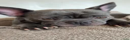Frug dogs for sale: Rehoming our frugs  - Advert 6
