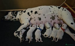 Dalmatian dogs for sale: Beautiful Dalmatian Puppies - Image 2