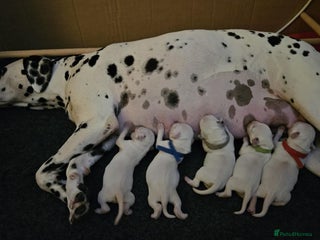 Dalmatian dogs - Advert 9