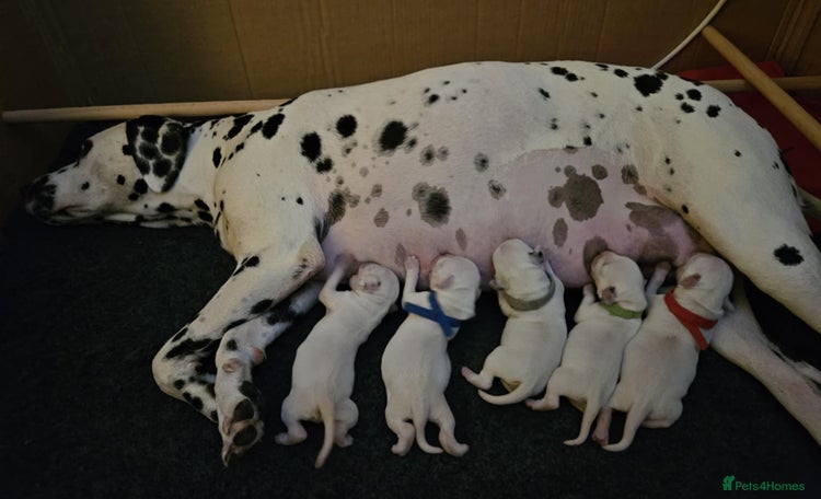 Dalmatian dogs - Advert 2