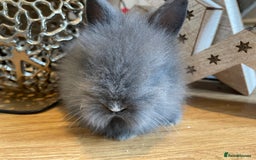 Lionhead rabbits for sale: 2 double mane lion heads  for sale  - Image 5