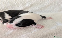 Mixed Breed dogs for sale: Cockerbull puppies  - Image 11