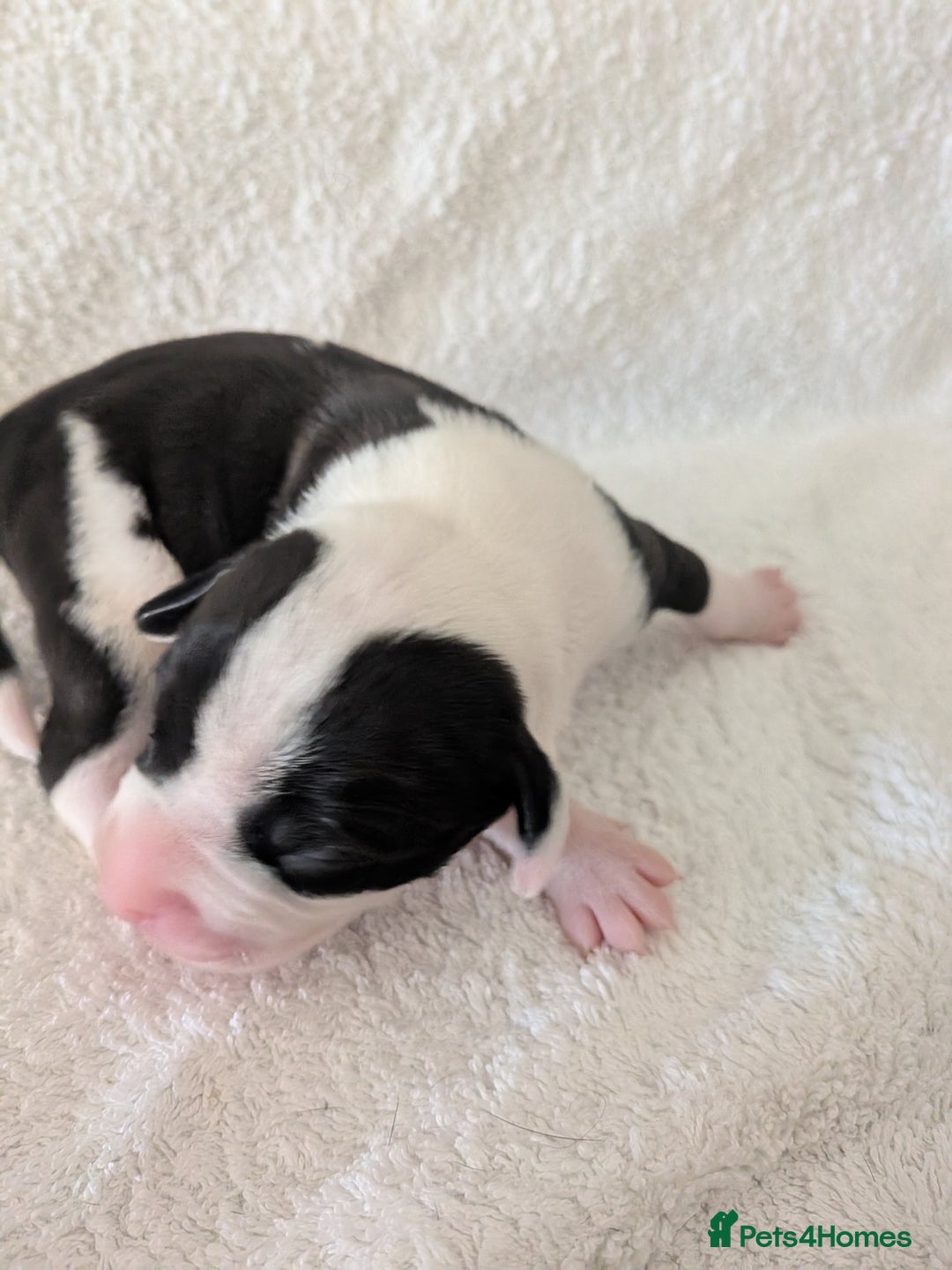 Mixed Breed dogs for sale: Cockerbull puppies  - Image 11