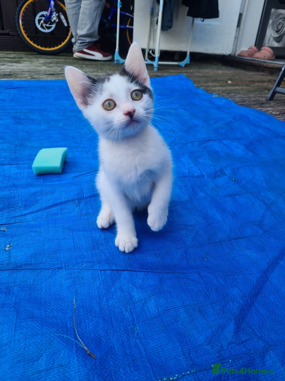 Mixed Breed cats for sale: 2 kittens for sale - Image 2