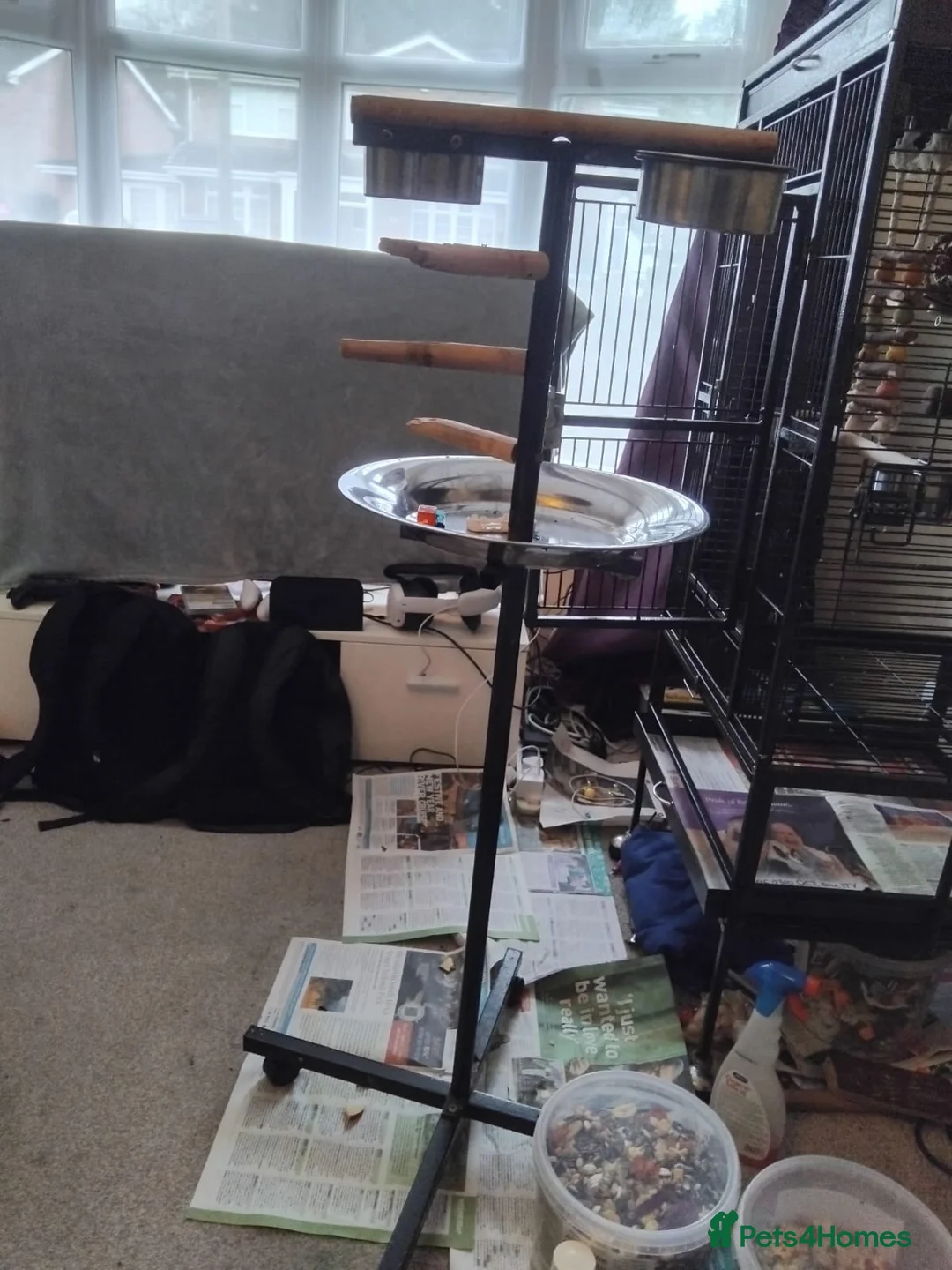 Parrots birds for sale: 2 years, 11 months old male Alexandrine parrot  - Advert 5