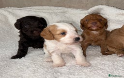 Cockapoo dogs for sale: 🐾Beautiful F2 cockapoos  🐾 - Image 13
