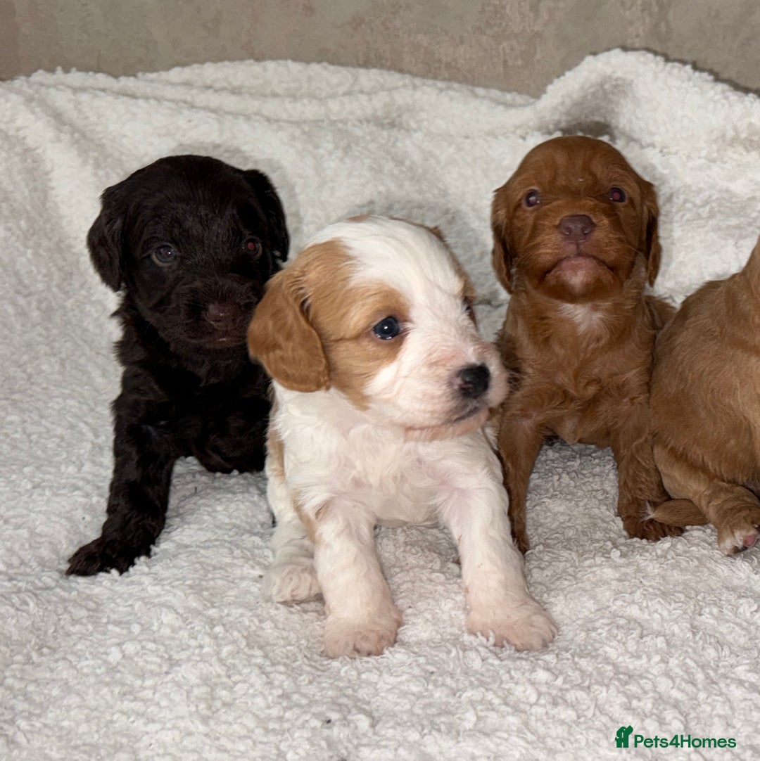 Cockapoo dogs for sale: 🐾Beautiful F2 cockapoos  🐾 - Image 13
