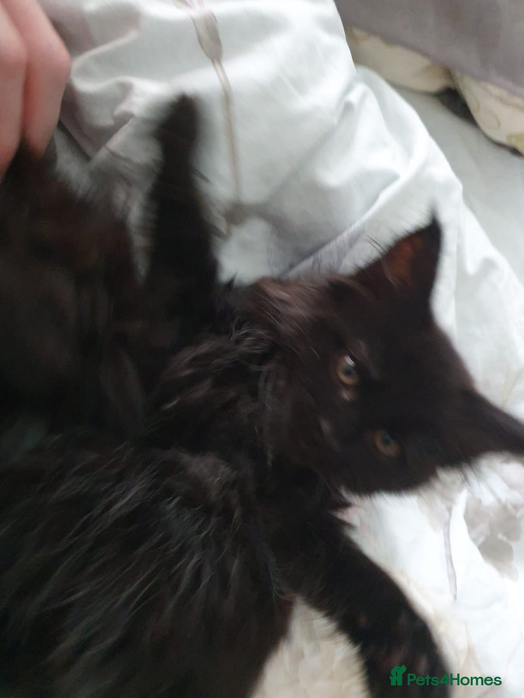 Maine Coon cats for sale: Maincoon x ragdoll  - Image 17