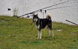 Huskita dogs for stud: Handsome Booboo in Stockport - Image 14