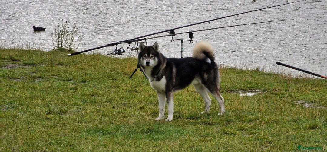 Huskita dogs for stud: Handsome Booboo in Stockport - Image 14