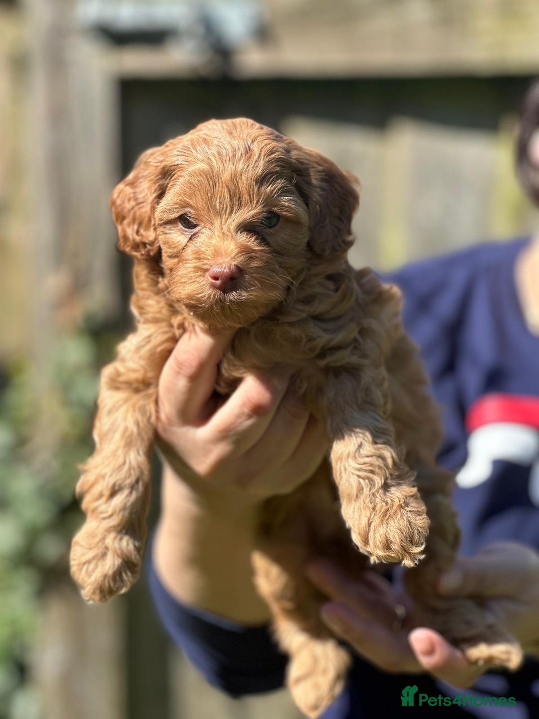 Toy Poodle dogs for stud: Kc health tested toy poodle for stud in Torpoint - Advert 25