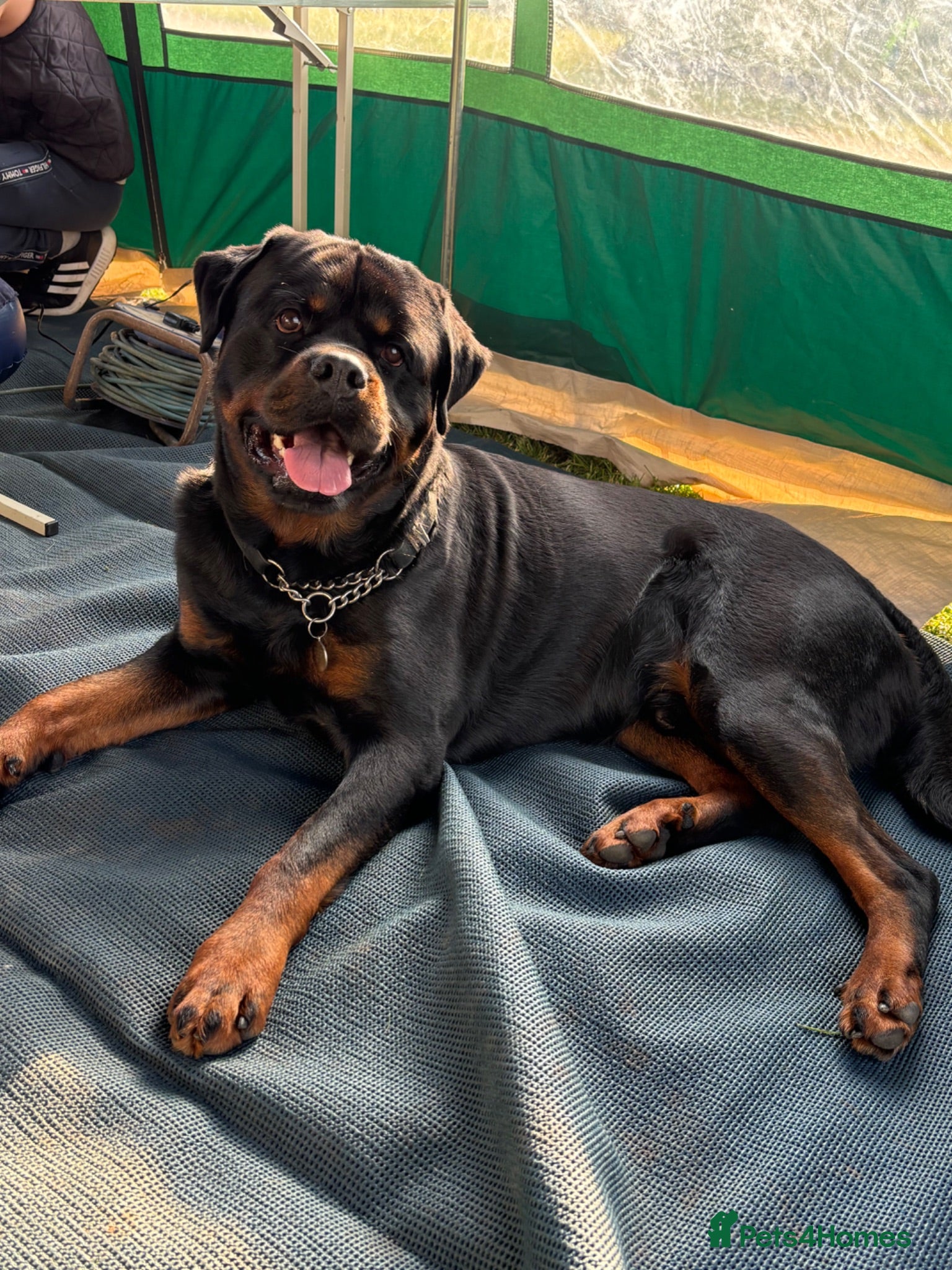 Rottweiler dogs STUD ROTTWEILER   - Advert 4