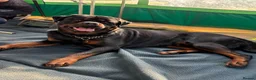 Rottweiler dogs for stud: STUD ROTTWEILER   in Barnstaple - Advert 1