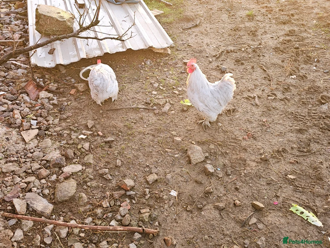 Chickens poultry for sale: Lavender Pekin Bantams - Advert 3