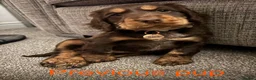 Cocker Spaniel dogs for sale: Stunning cocker pups excellent health testing  - Advert 15