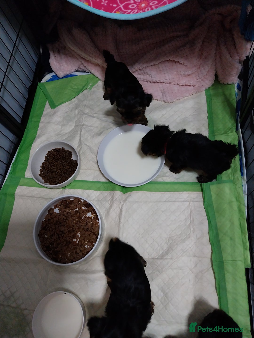 Yorkshire Terrier dogs for sale: Miniature Yorkshire Terrier Puppies  - Advert 25
