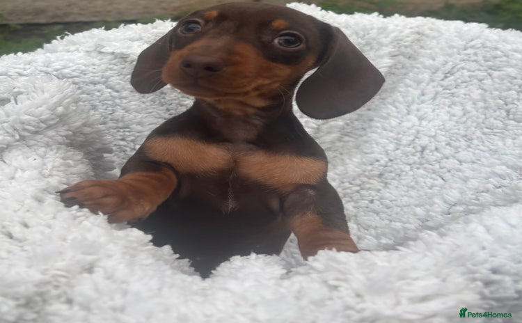 Miniature Dachshund dogs - Advert 15