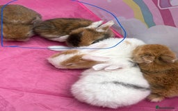Mini Lop rabbits for sale: Mini Lop/Lion Lop babies - Image 20