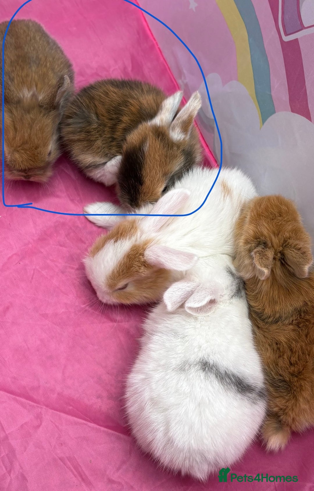 Mini Lop rabbits for sale: Mini Lop/Lion Lop babies - Image 20