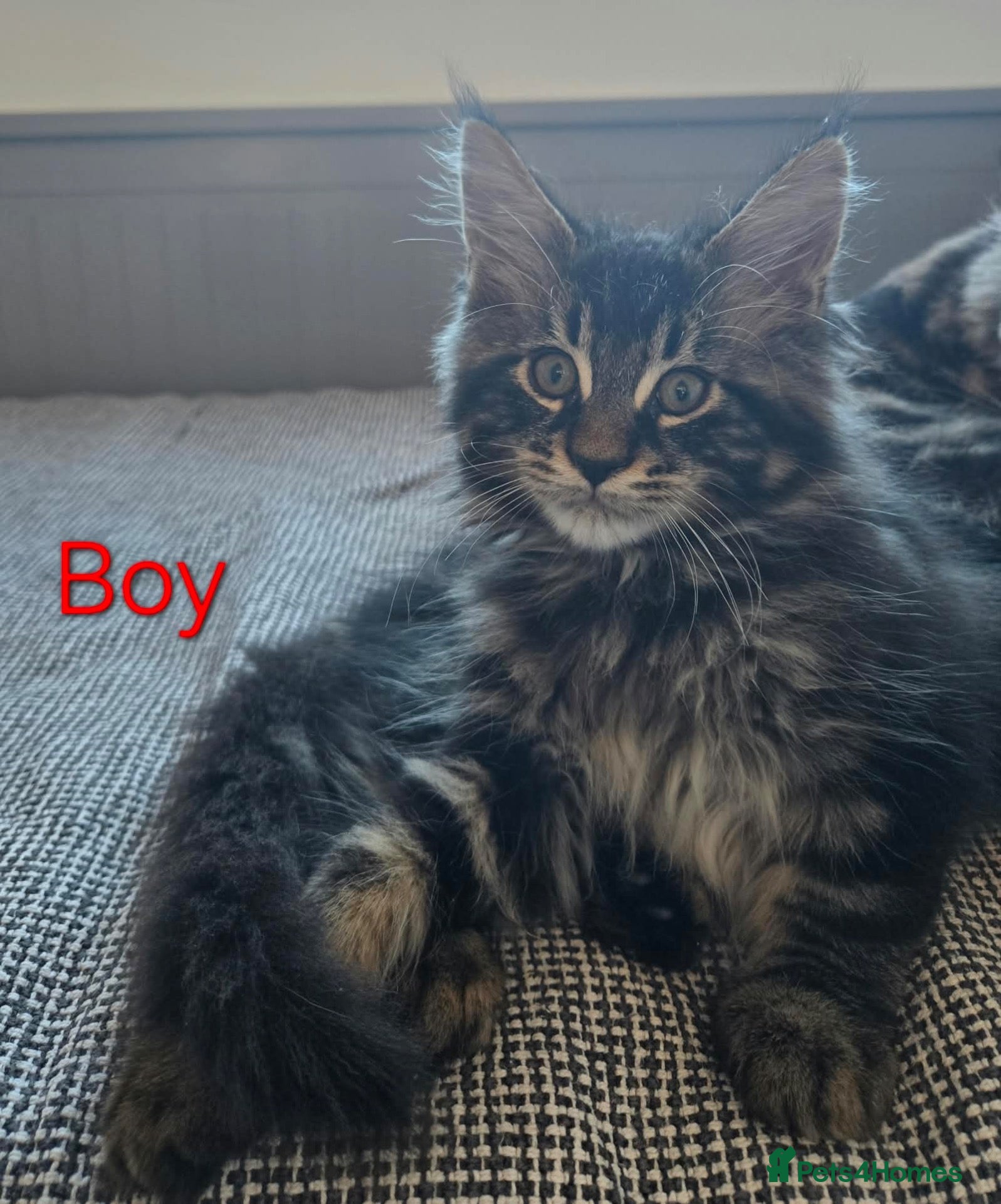 Maine Coon cats 2 TICA registered Maine Coon kittens left. - Advert 1